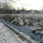 Dziki Brzeg Jezioraka Zalewo (Ostroda)