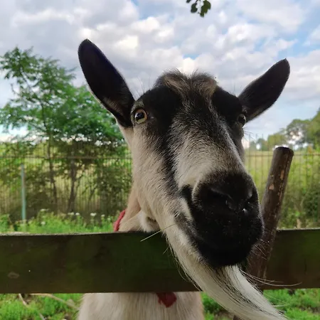 Dziki Brzeg Jezioraka Farmház Plajny