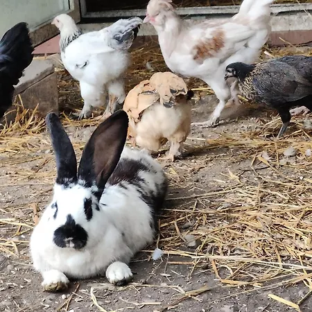 Dziki Brzeg Jezioraka Farmház Plajny
