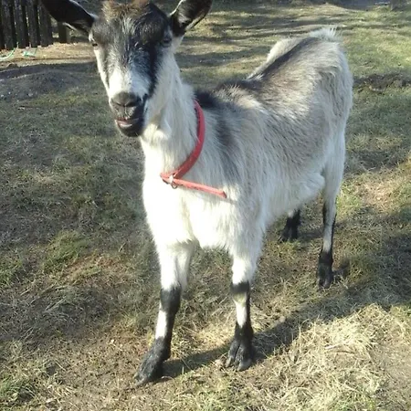 Bauernhof Dziki Brzeg Jezioraka Zalewo (Ostroda)
