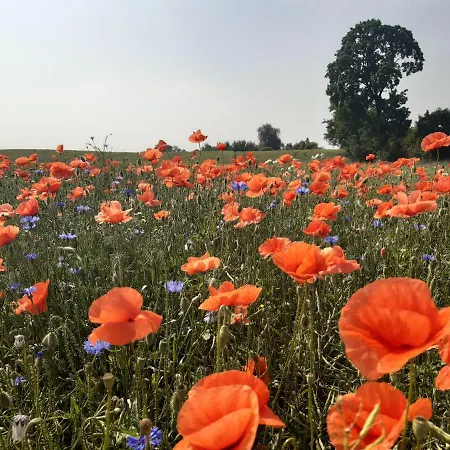 Dziki Brzeg Jezioraka Bauernhof Zalewo (Ostroda)